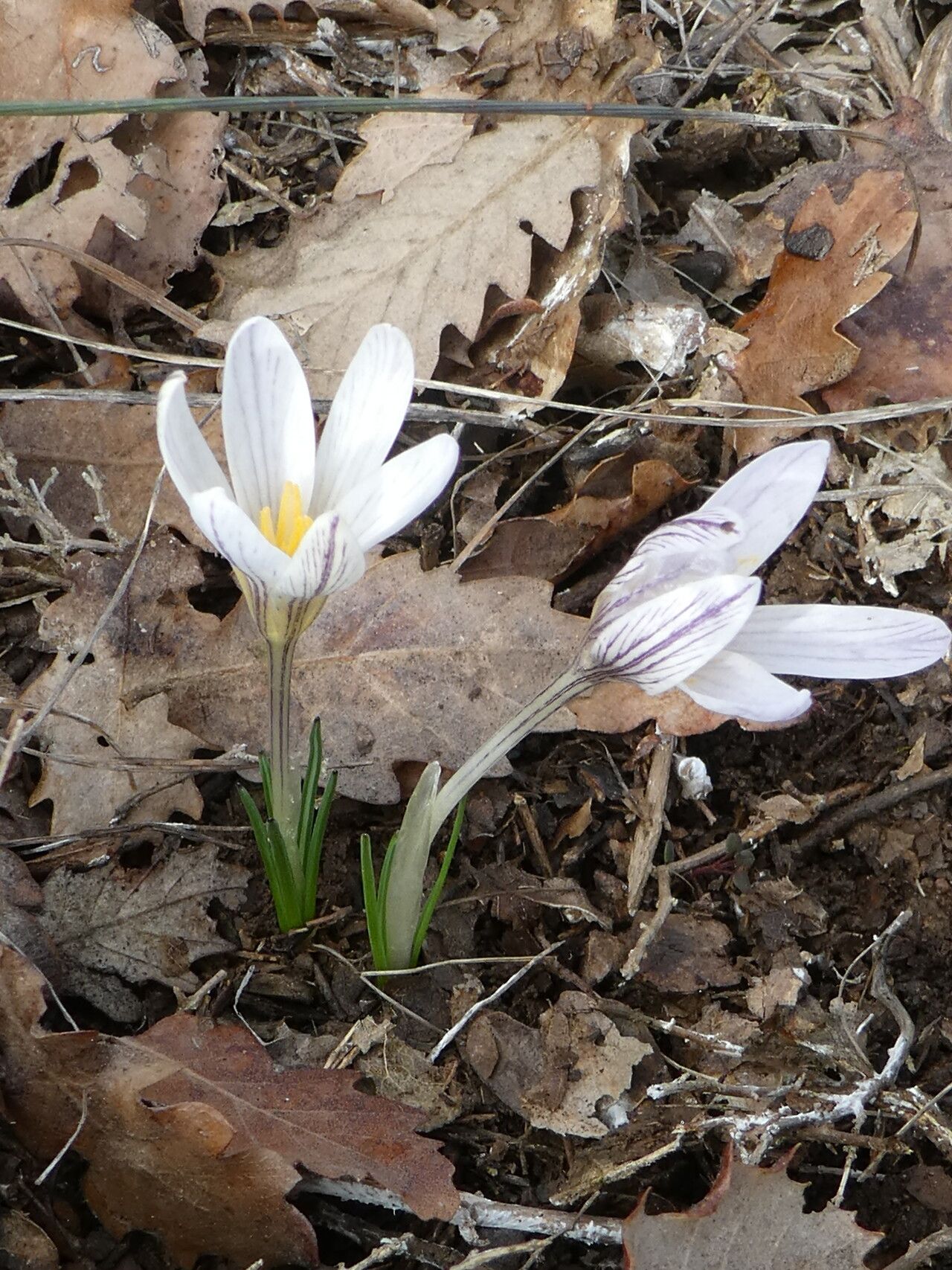 Crocus nevadensis habit