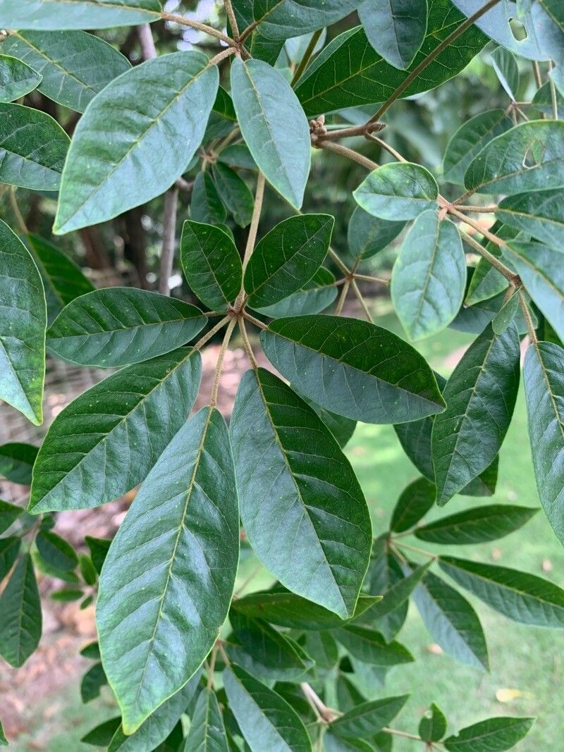 Handroanthus umbellatus leaf