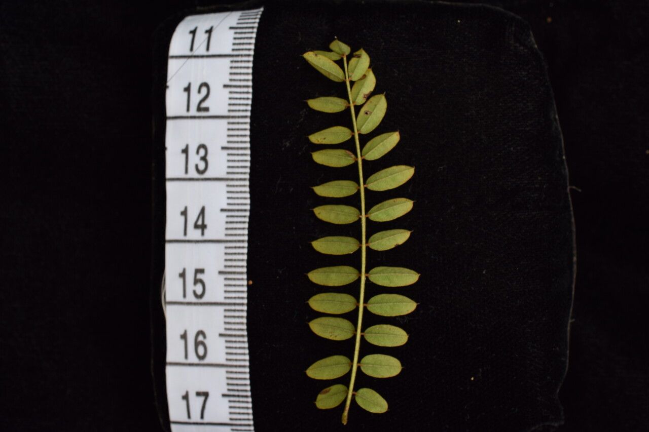 Indigofera cylindracea habit