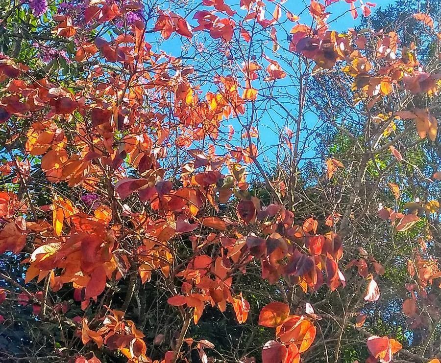 Sapium sebiferum leaf