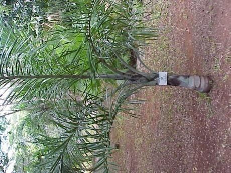 Pseudophoenix sargentii habit