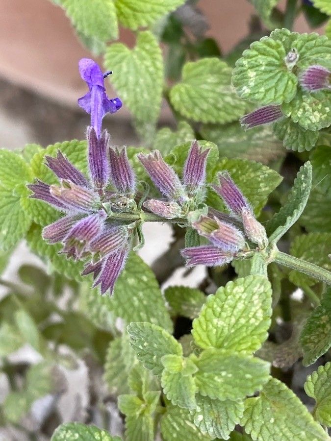 Salvia viridis flower