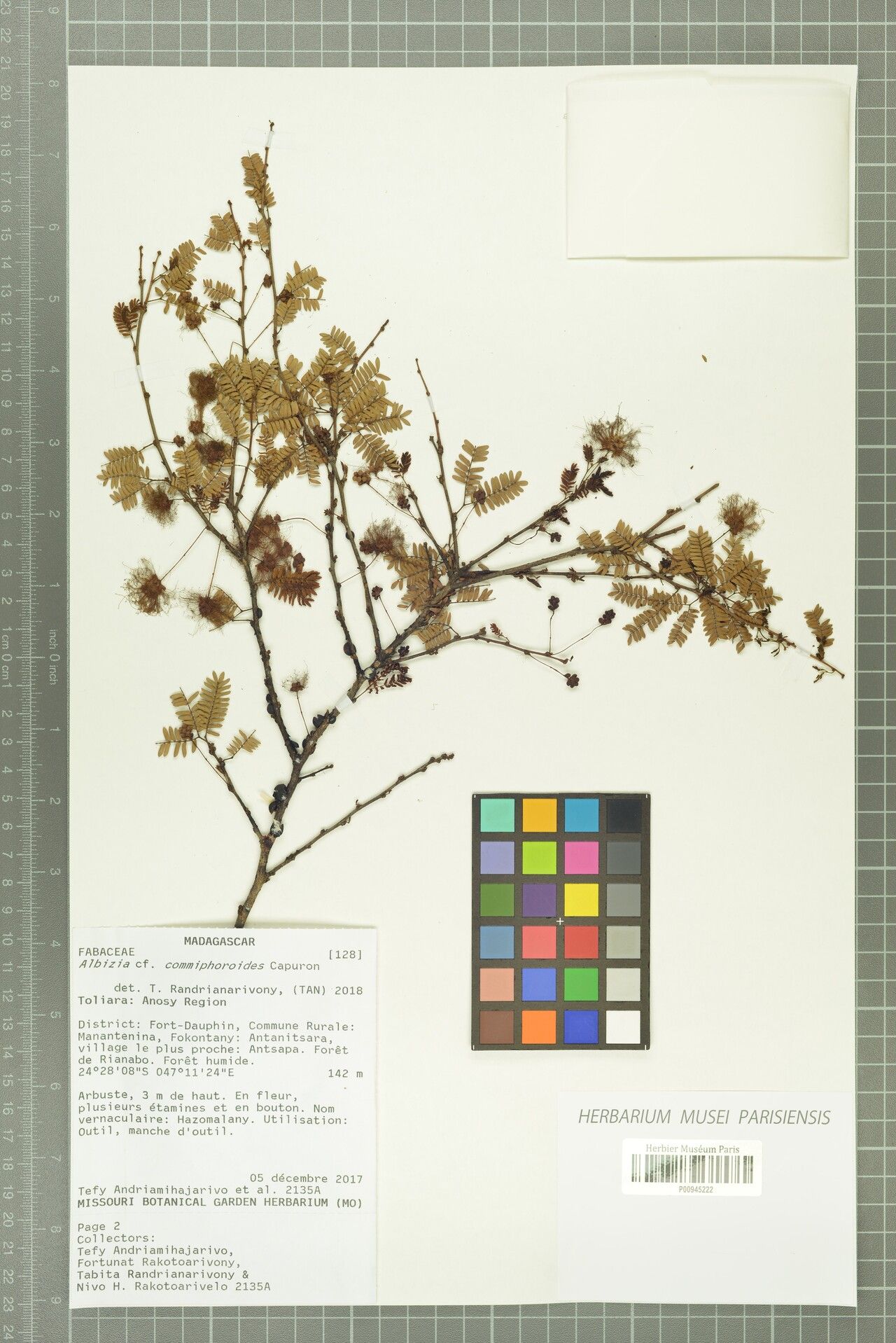 Albizia commiphoroides — houseplant care guide