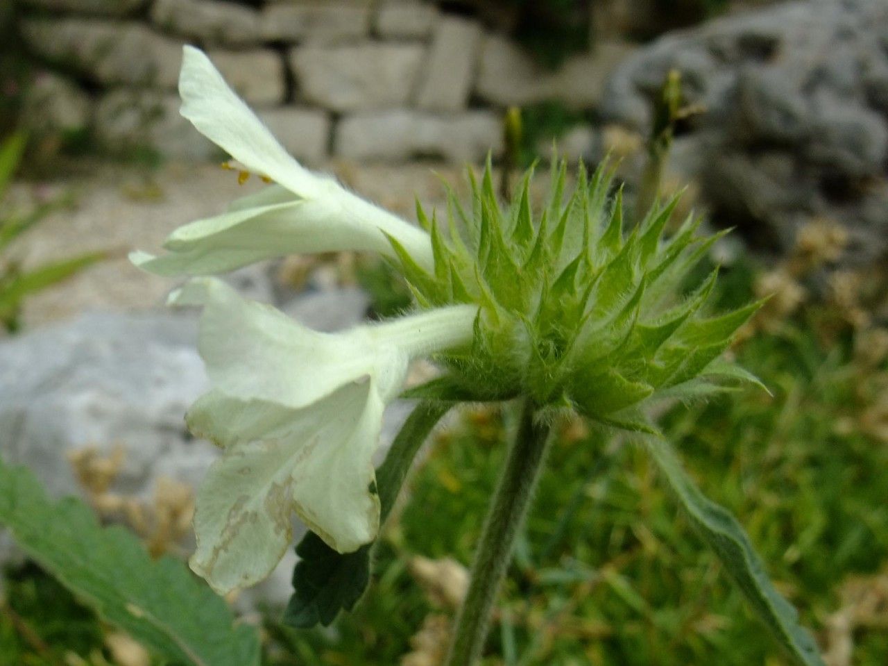 Stachys ossetica habit