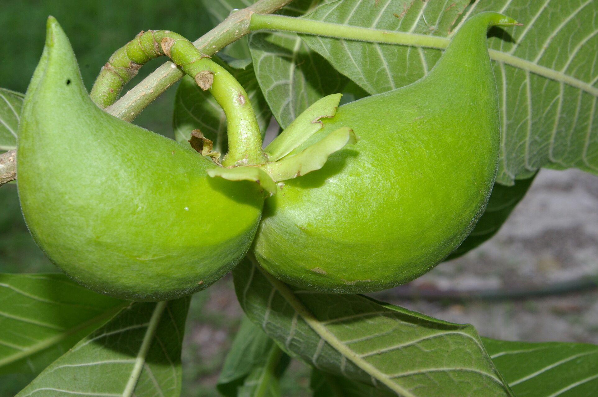 Tabernaemontana glabra fruit