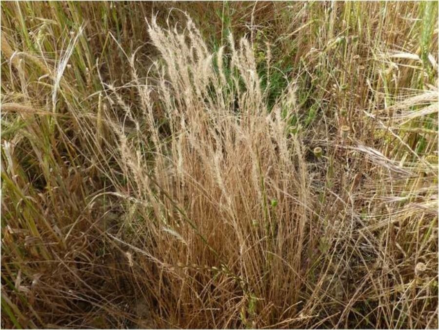 Vulpia unilateralis — search result for 'Vulpia'