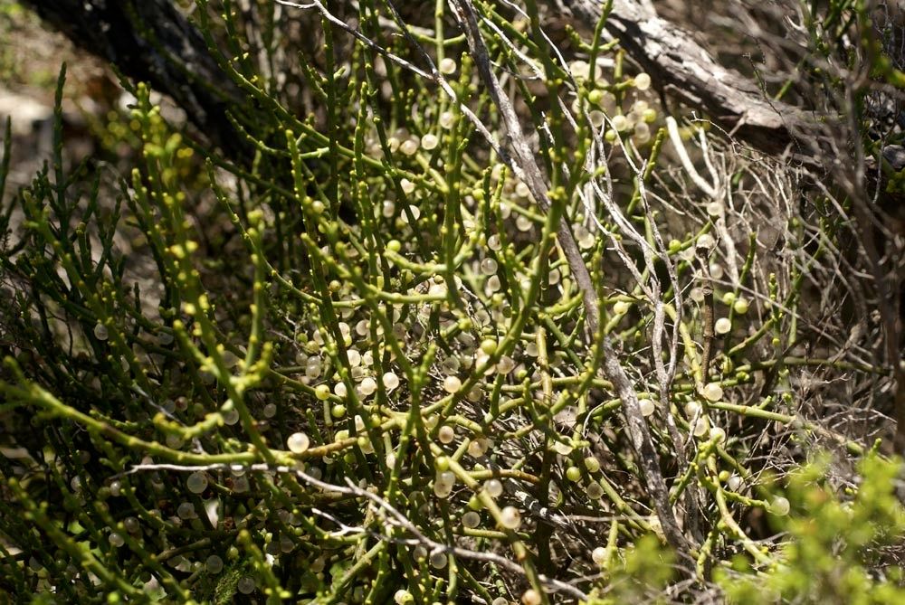 Viscum continuum habit