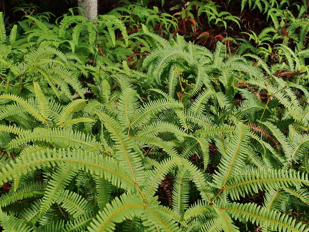 Dicranopteris linearis — search result for 'Guinea'