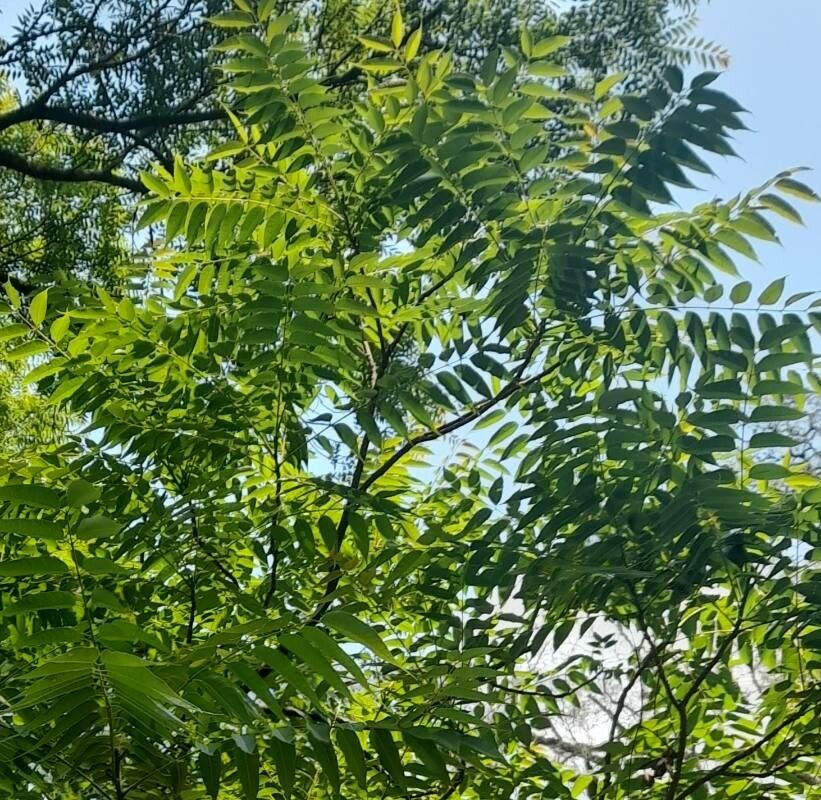 Cedrela angustifolia leaf