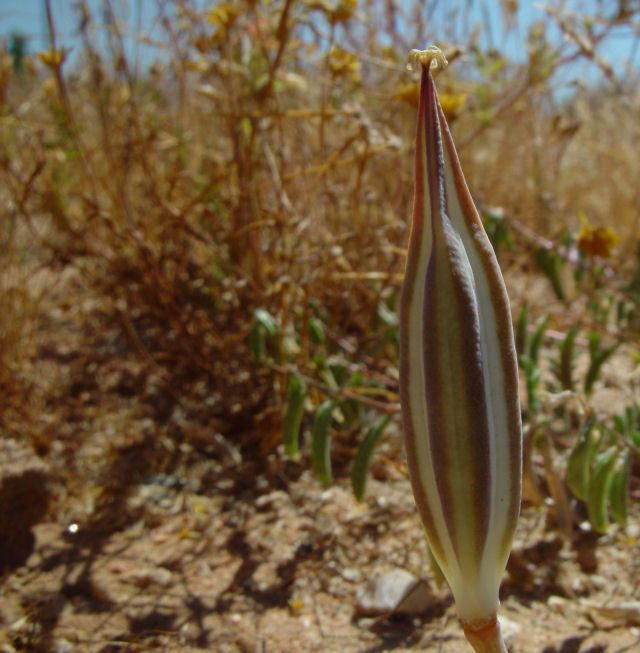 Calochortus kennedyi fruit