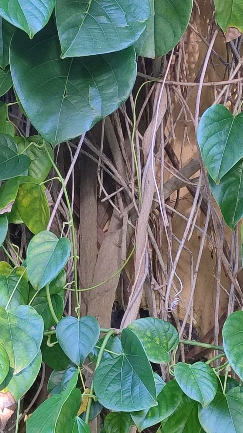 Anamirta cocculus bark