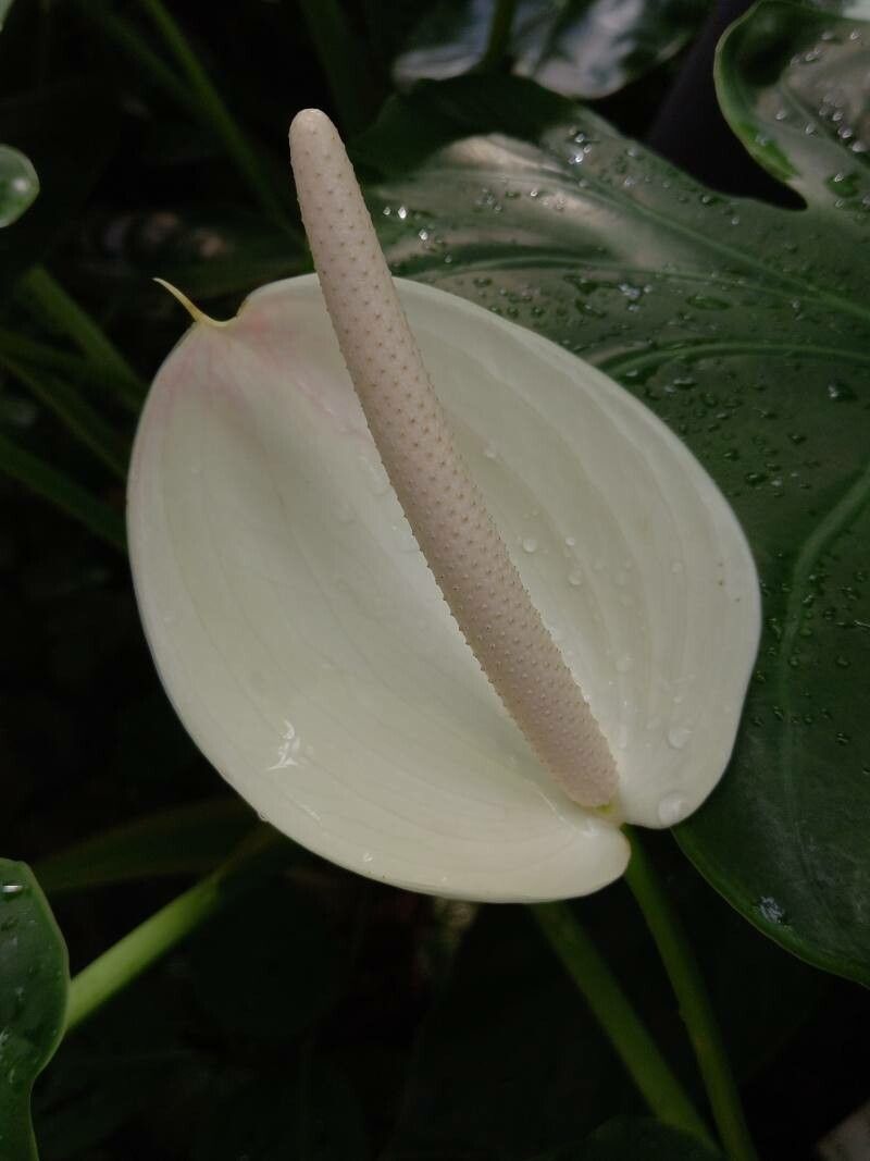 Anthurium nymphaeifolium flower