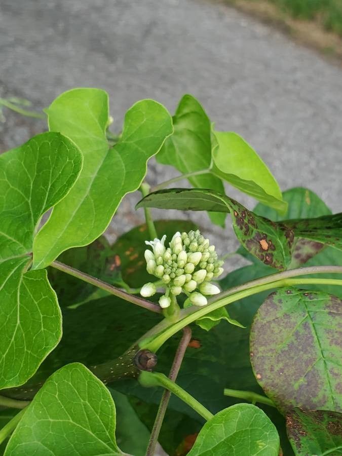 Cynanchum laeve flower