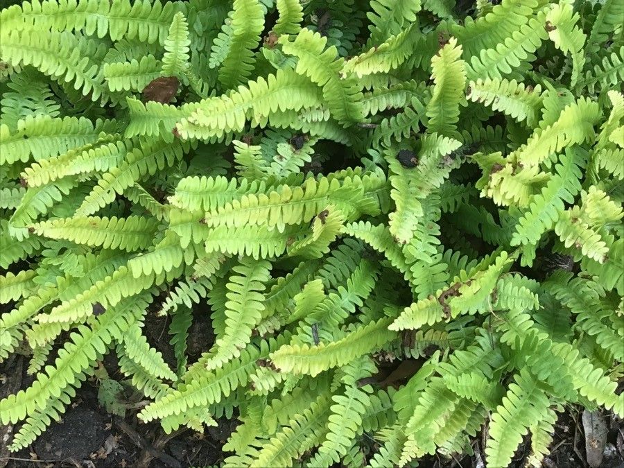 Blechnum penna-marina — houseplant care guide