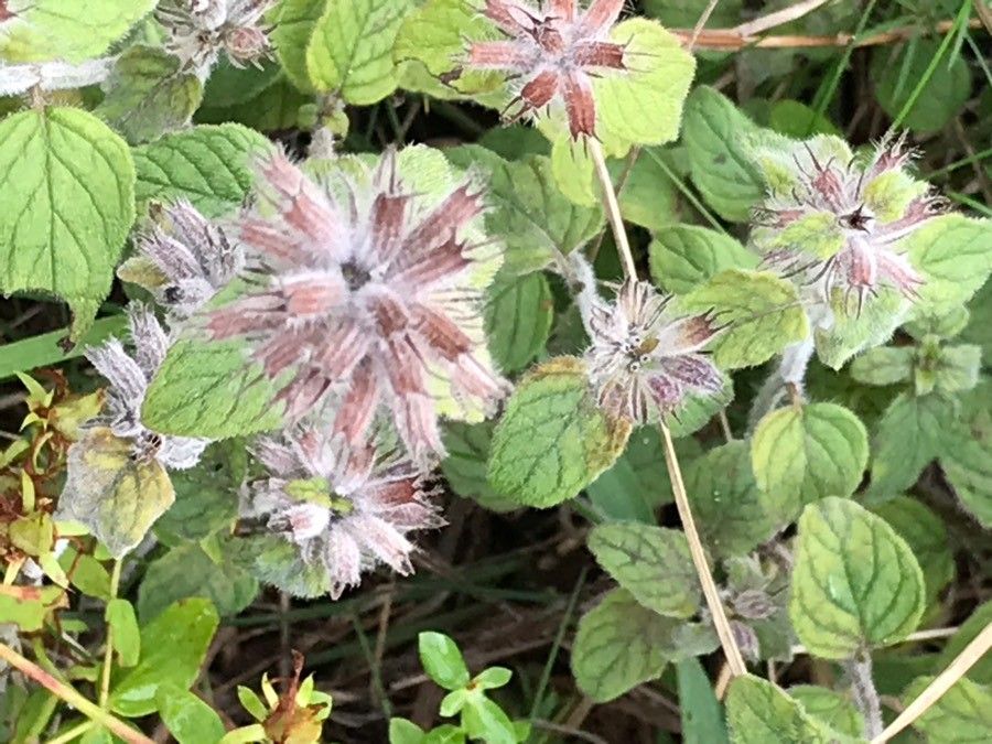 Clinopodium vulgare fruit