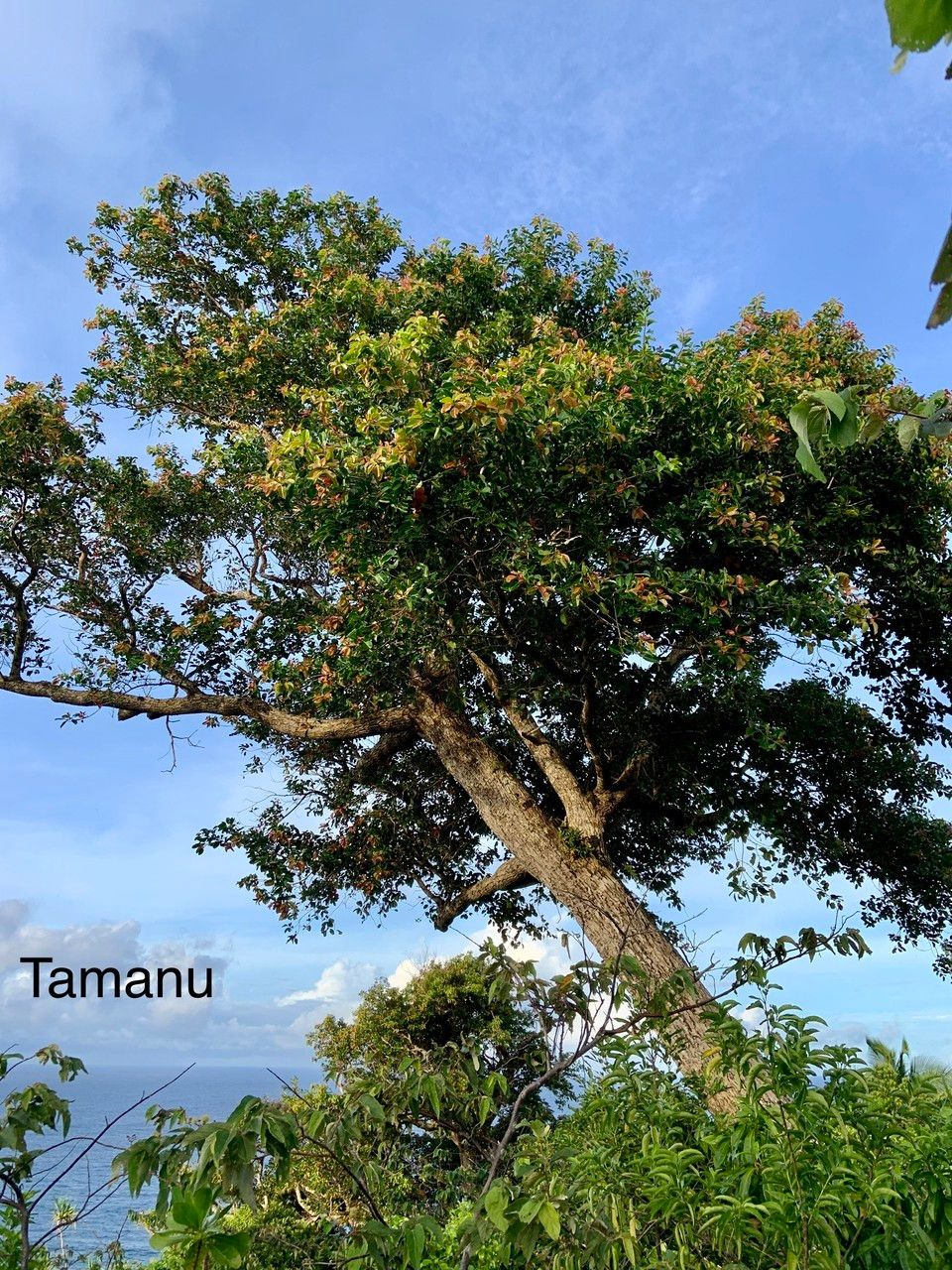 Calophyllum neoebudicum — search result for 'Fiji'