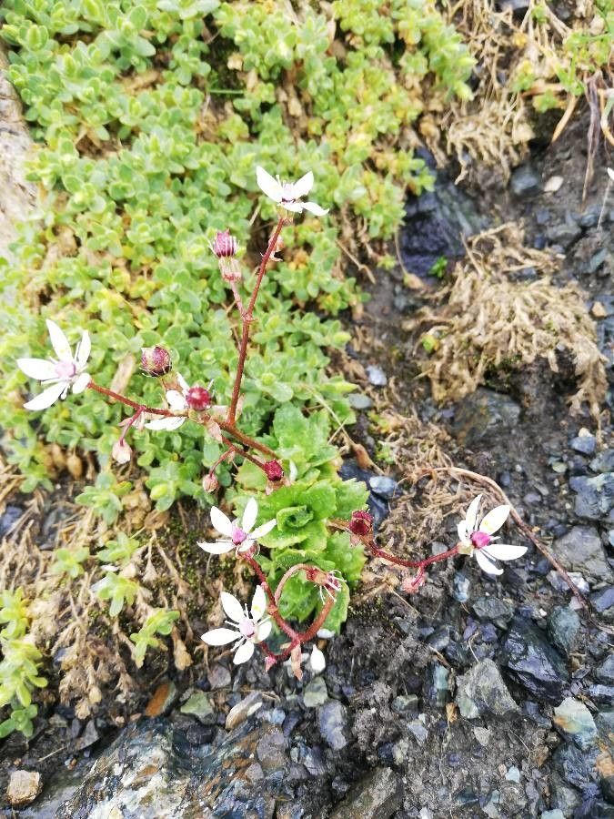 Micranthes stellaris — search result for 'Saxifraga'