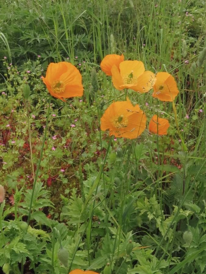 Meconopsis cambrica flower