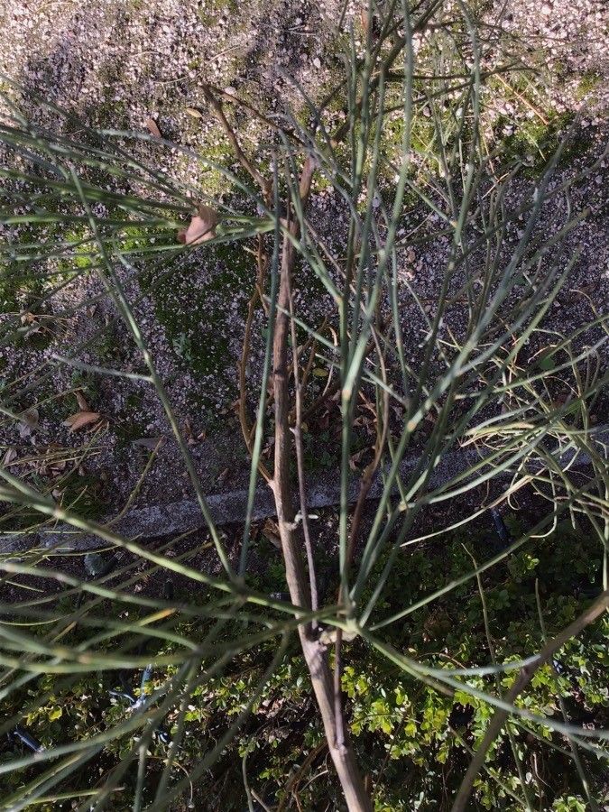 Genista monosperma — search result for 'Egypt'