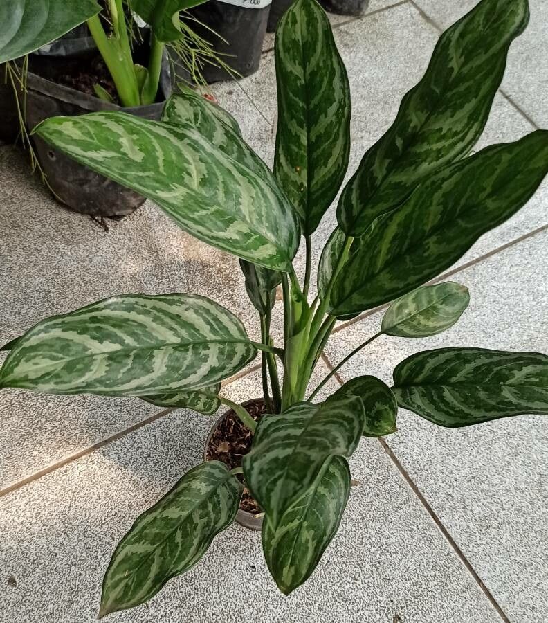 Aglaonema nitidum leaf