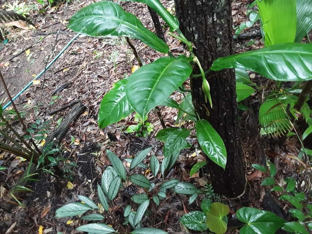 Philodendron wurdackii — search result for 'Philodendron'