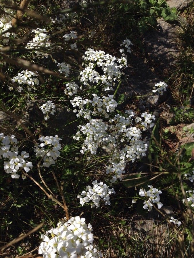 Kernera saxatilis flower