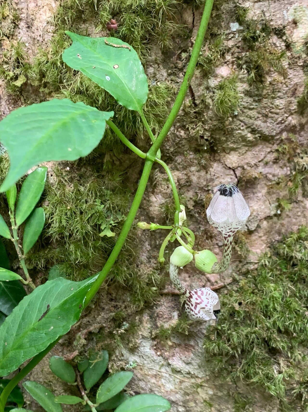 Ceropegia humbertii flower