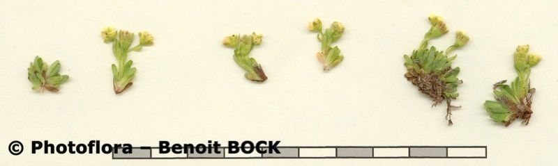 Saxifraga facchinii other