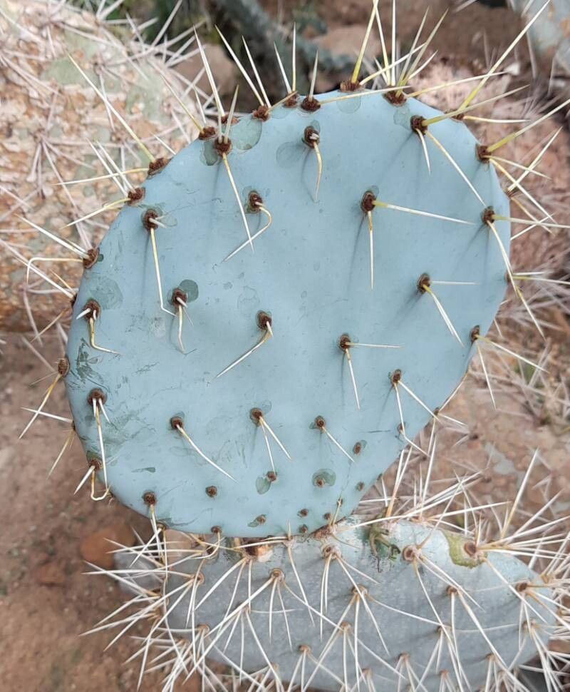 Opuntia lagunae — houseplant care guide