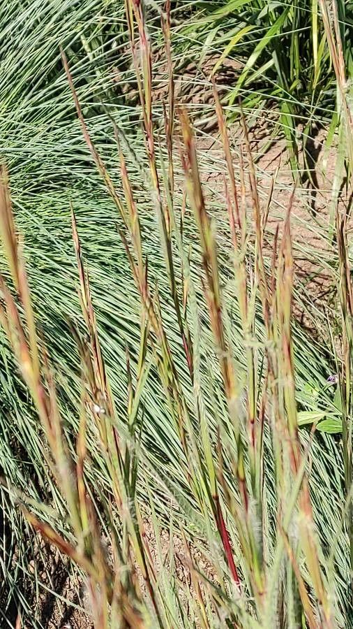 Danthonia unispicata flower