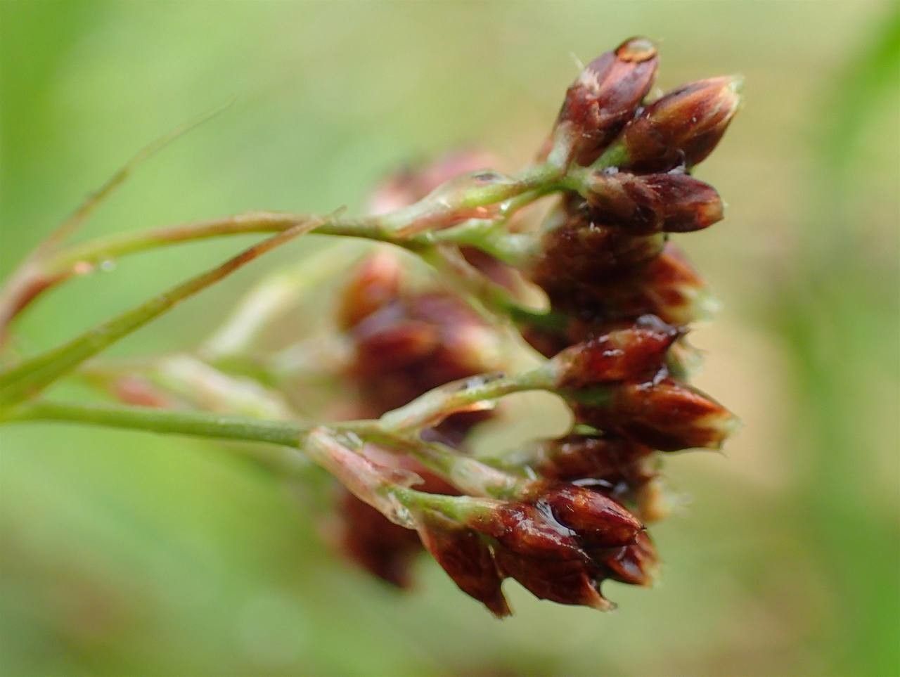 Luzula alpinopilosa fruit