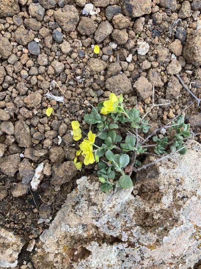 Helianthemum canariense flower