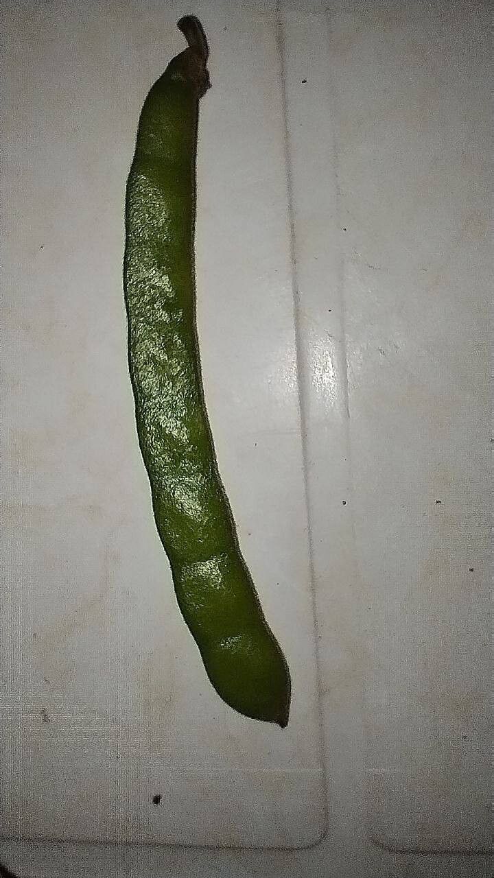 Calopogonium caeruleum fruit