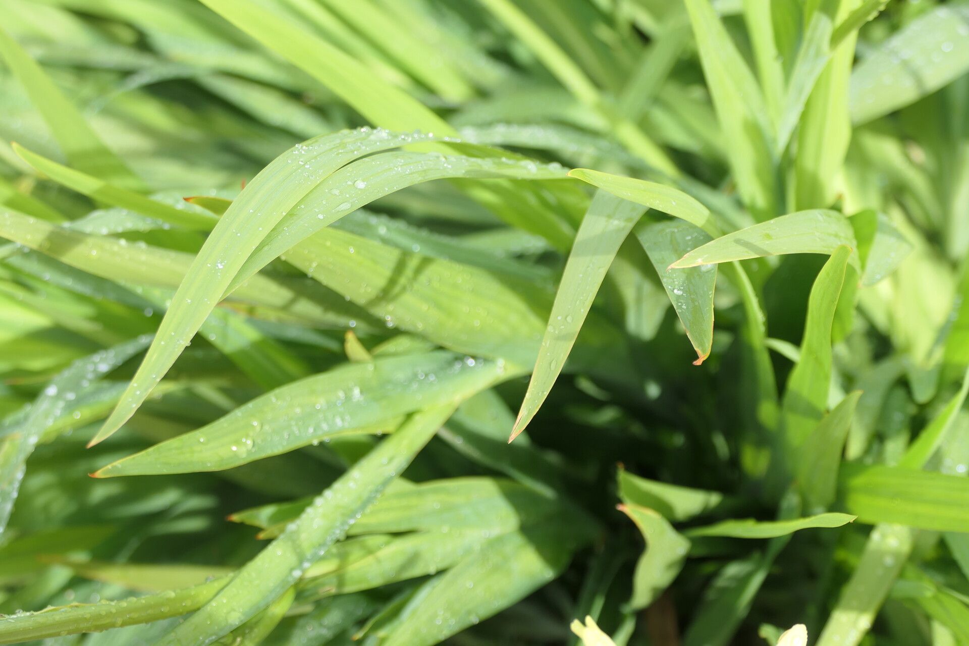Chasmanthe floribunda — large blooms houseplant