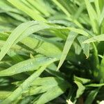 Chasmanthe floribunda