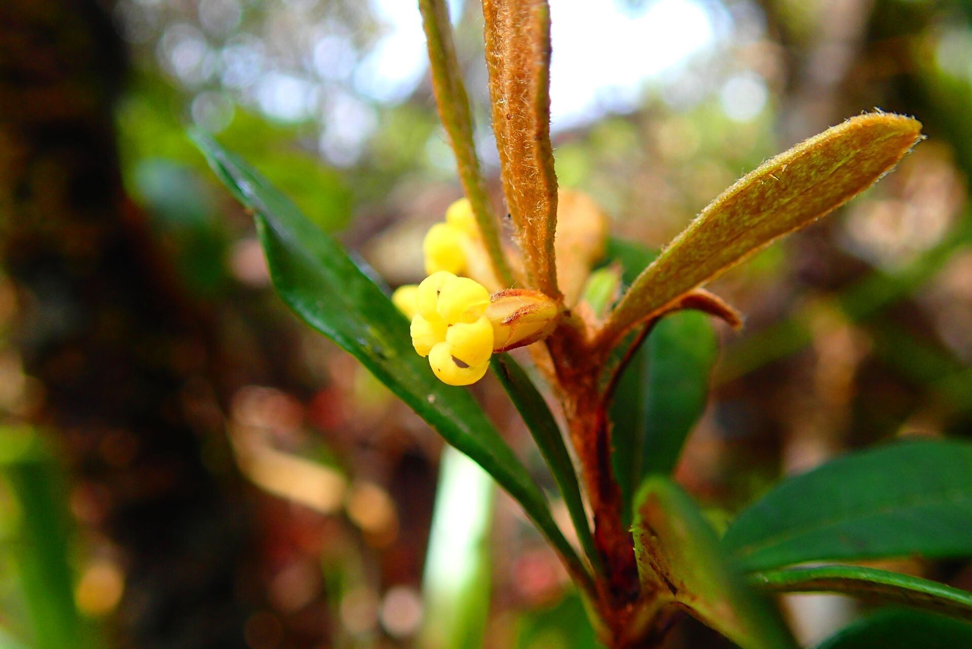 Pittosporum xanthanthum flower