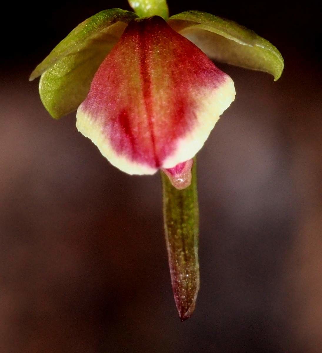 Acianthus grandiflorus leaf