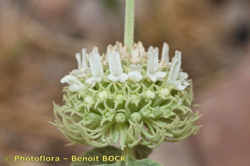 Marrubium multibracteatum flower
