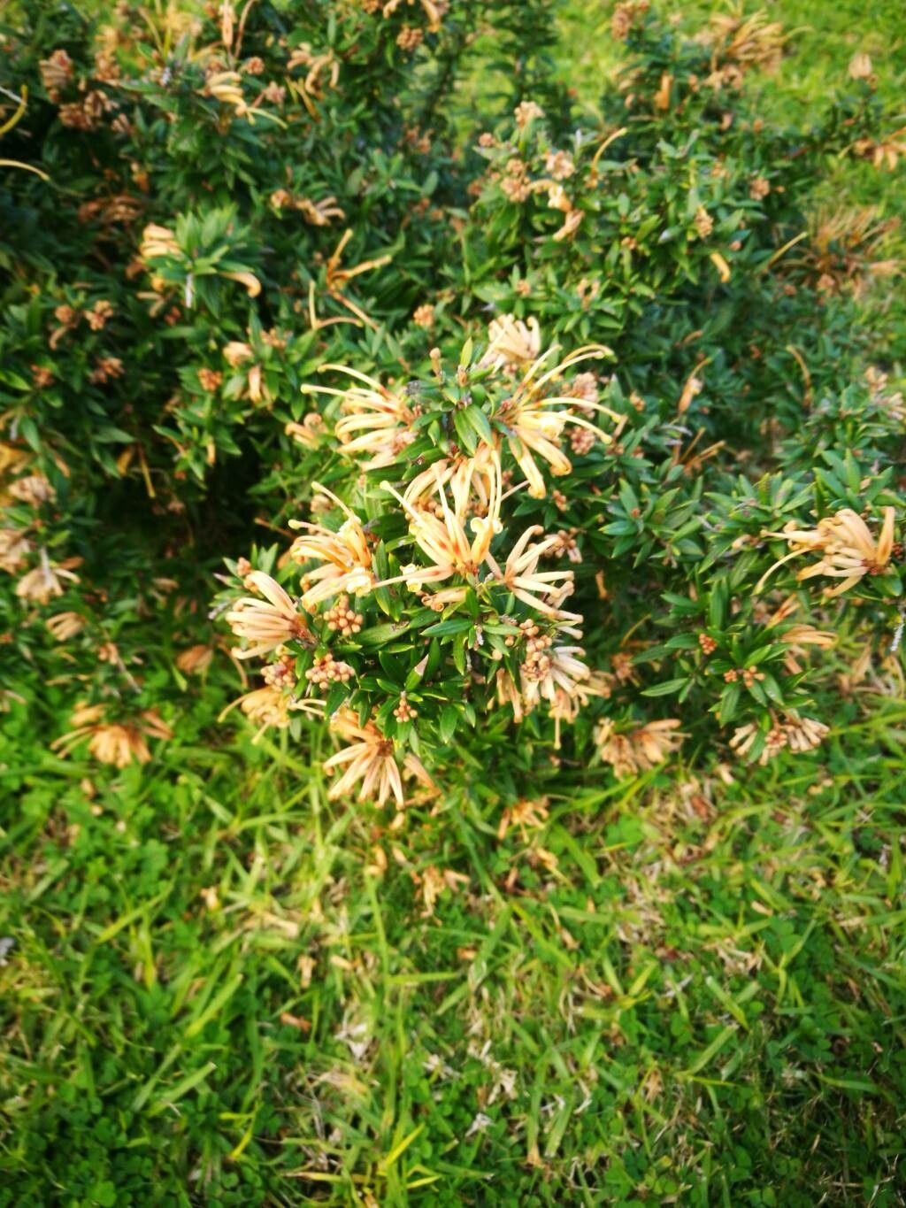 Grevillea juniperina flower