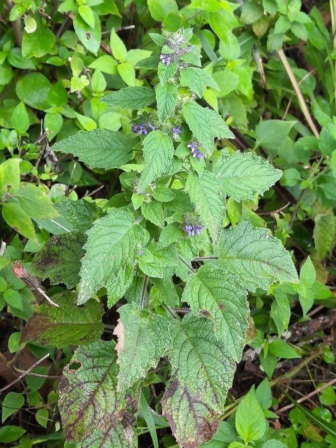 Mesosphaerum suaveolens other