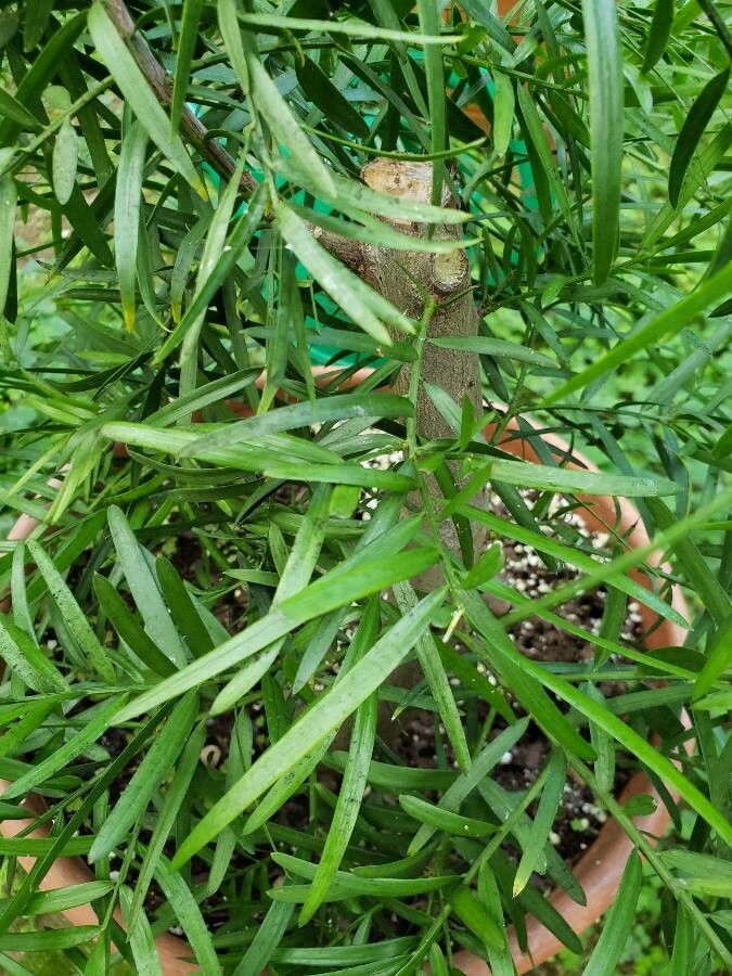 Podocarpus cunninghamii leaf