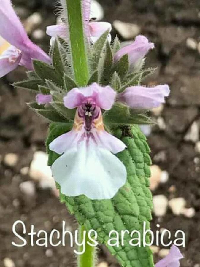 Stachys arabica — search result for 'Stachys'