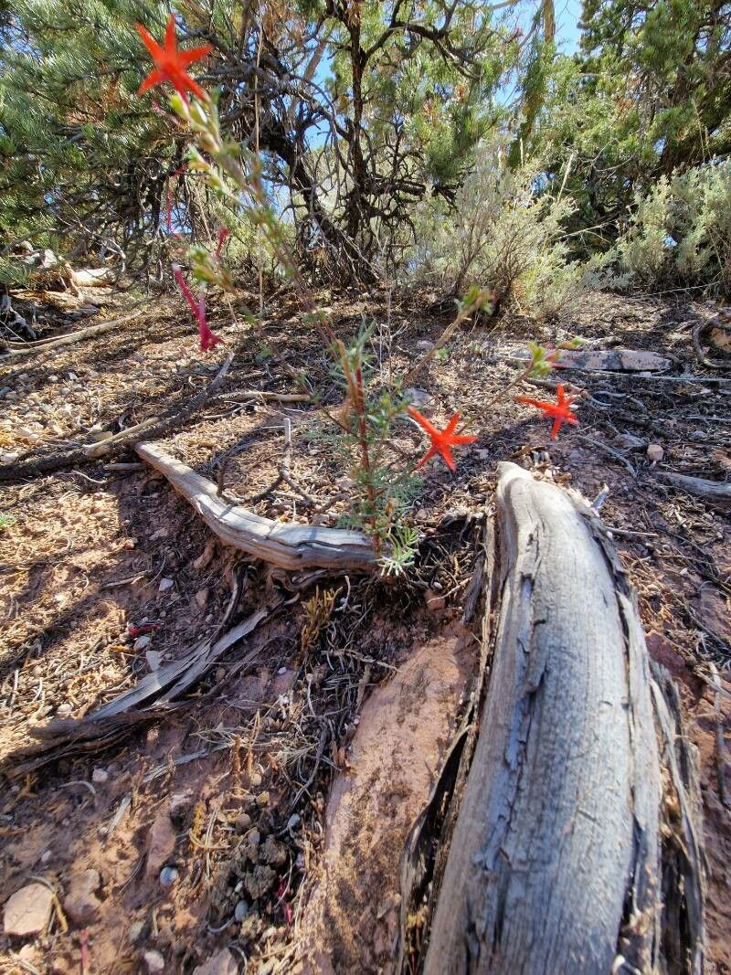 Ipomopsis aggregata habit