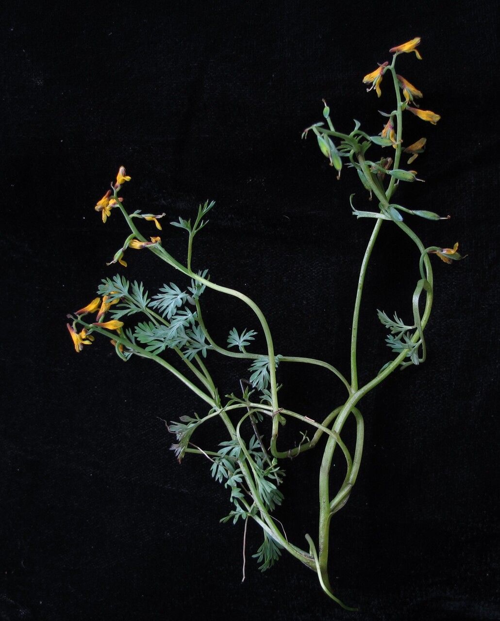 Corydalis stracheyi habit