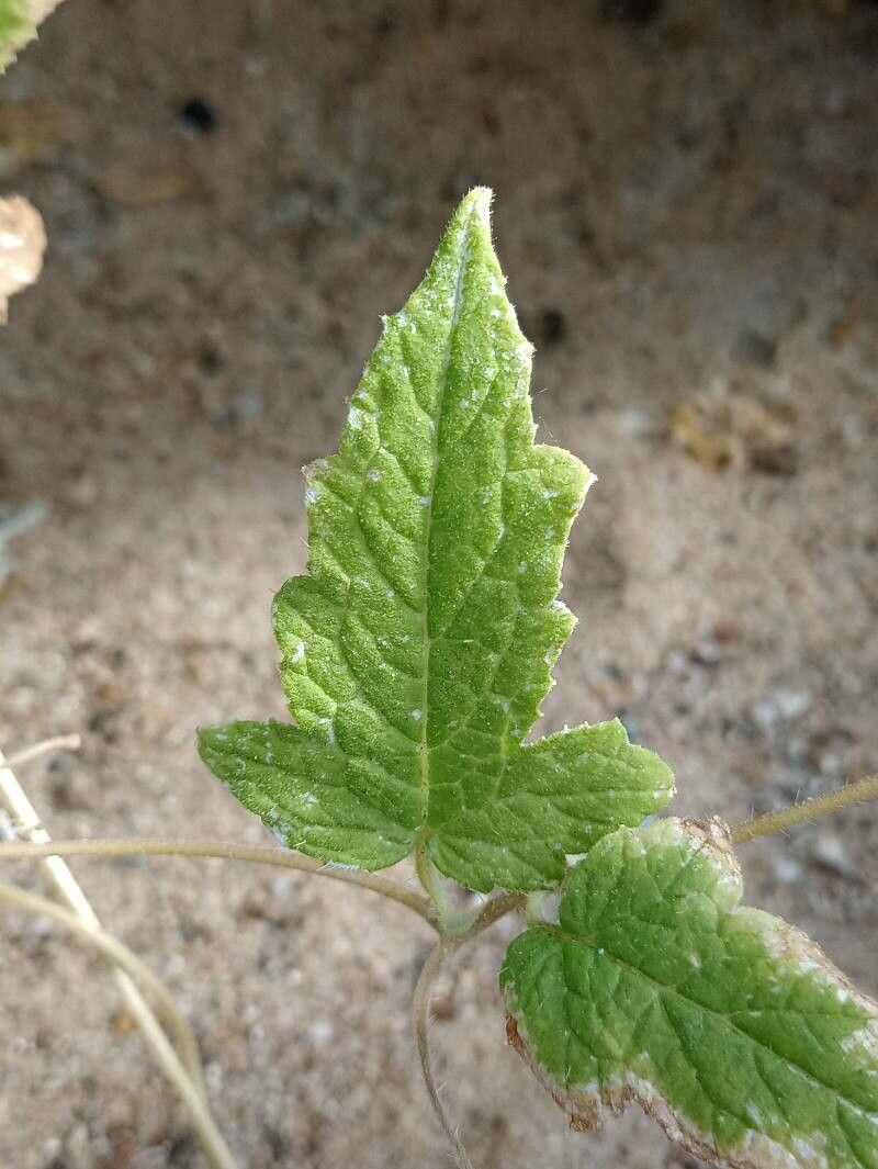 Caiophora dederichiorum — houseplant care guide