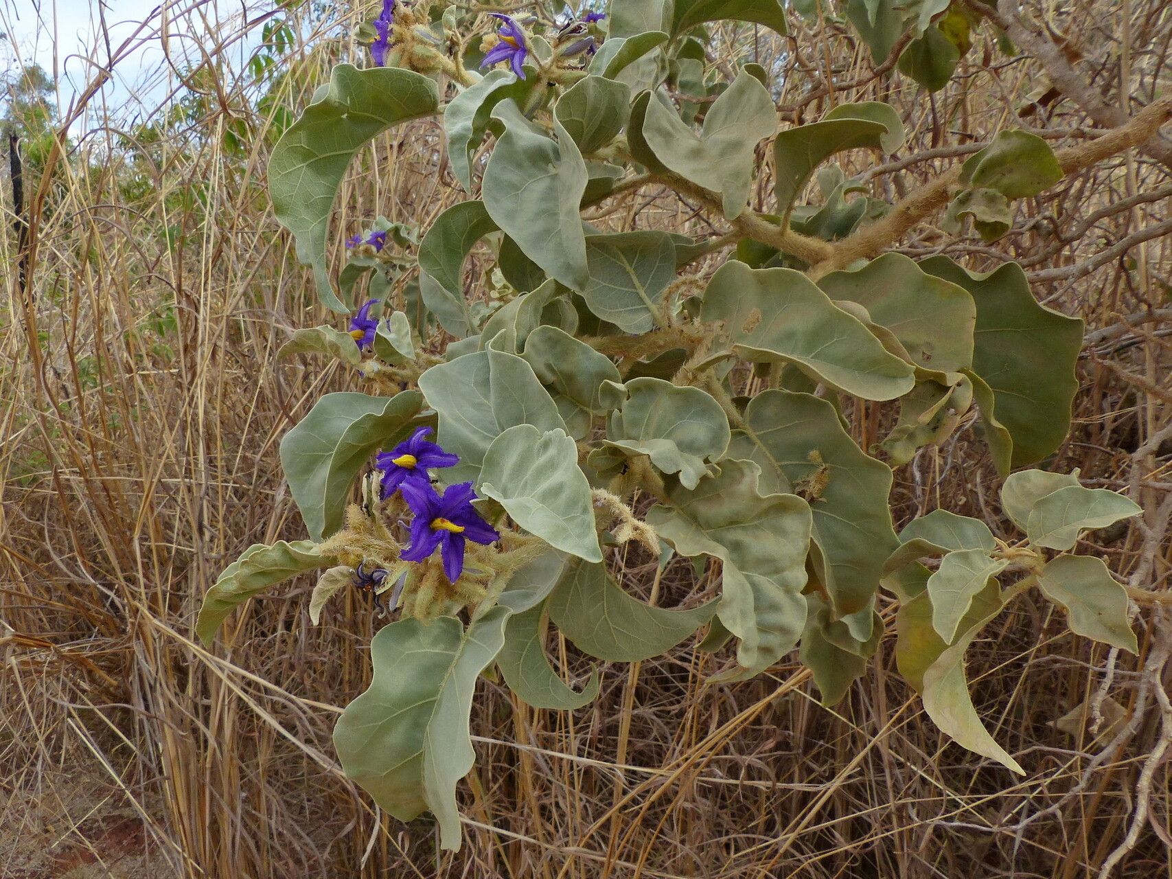 Solanum falciforme habit