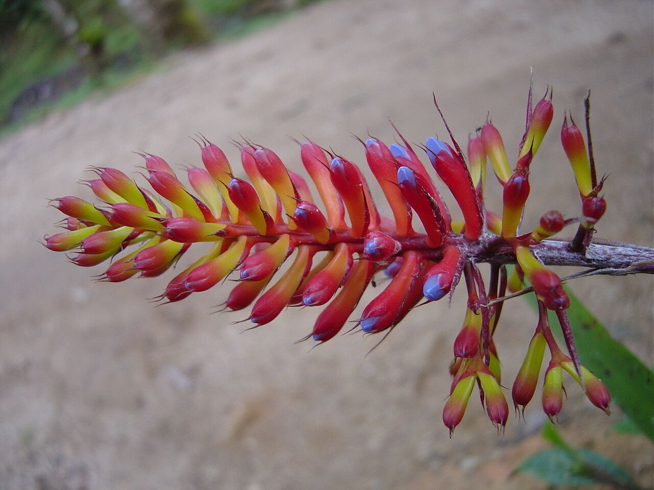 Aechmea organensis — search result for 'Aechmea'