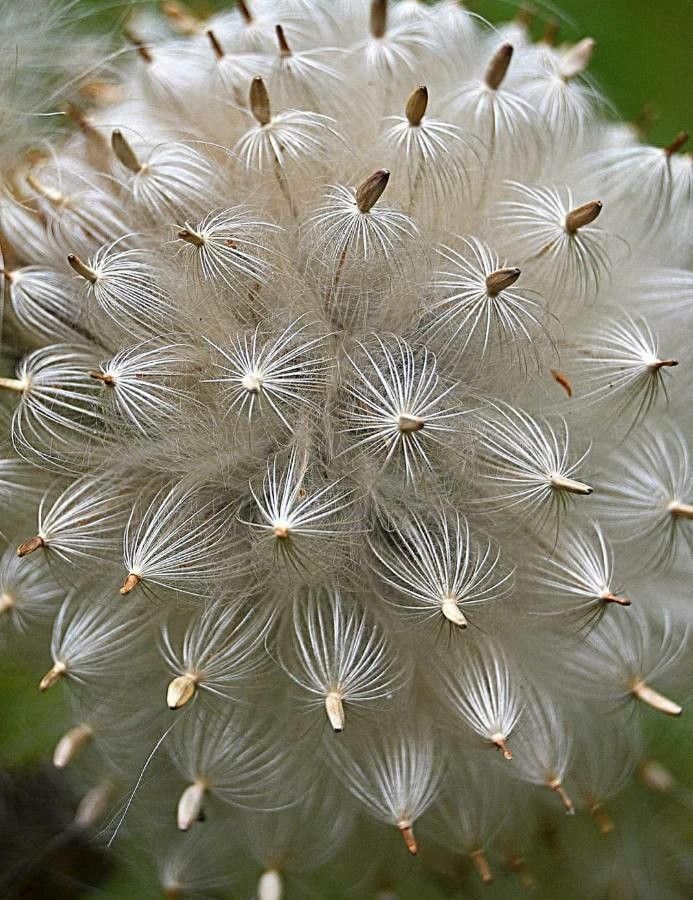 Mammillaria plumosa fruit