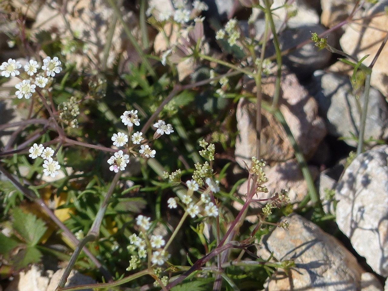 Ptychotis saxifraga flower