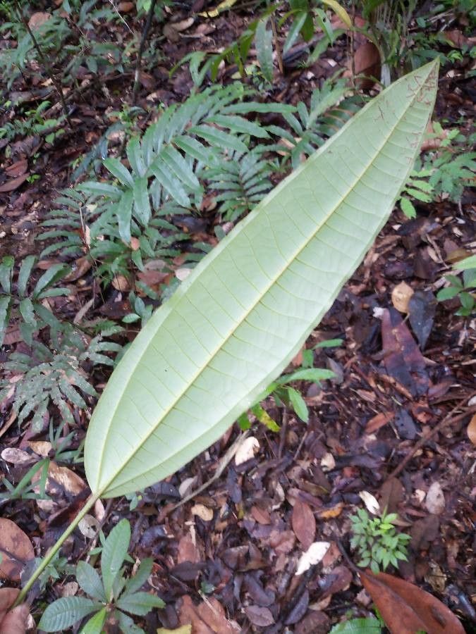 Miconia cacatin — houseplant care guide